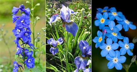 10 Beautiful Blue Perennial Flowers For Your Backyard Garden Beds