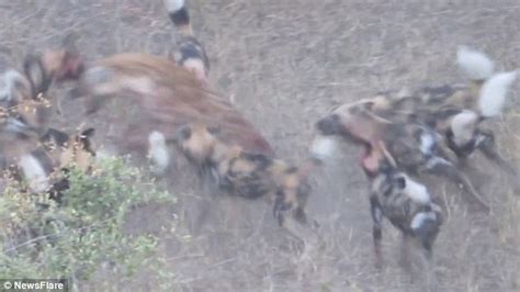 Hyenas And Wild Dogs Battle Over Dead Impala At Kruger National Park
