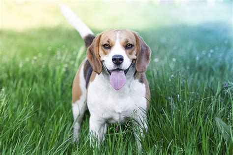 Many people crave having cute and adorable healthy pets. Small Short-Haired Dog Breeds | Cuteness