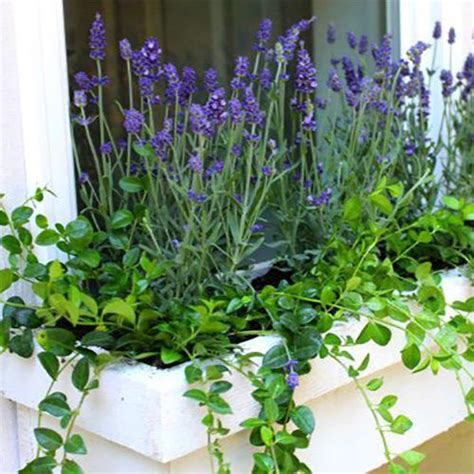 15 Fresh Ideas For Summer Windowboxes Grow Beautifully Window Box