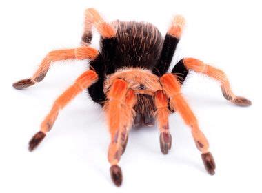 A captive hatched baby tarantula we call it a spiderling or a sling they are a teeny tiny things some times an eighth of an inch wide and are very very very fragile. Pet Tarantulas Information Facts | Tarantula Guide | Pet ...
