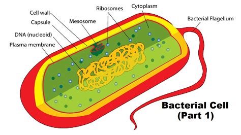 Structure Of A Bacterial Cell Part 1 Youtube