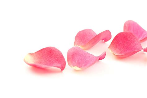 Best Rose Petals Stock Photos Pictures And Royalty Free Images Istock
