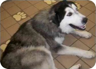 Pyrenees husky information and pictures. Krezer | Adopted Puppy | 2689157 | Burleson, TX | Husky ...