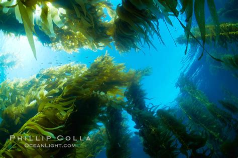 Giant Kelp Plants Lean Over In Ocean Currents Macrocystis Pyrifera