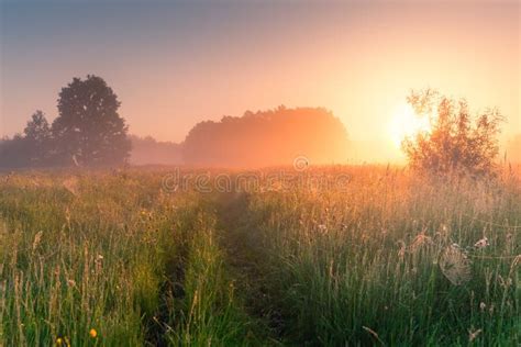 Beautiful Sunny Morning In A Field Stock Image Image Of Spring