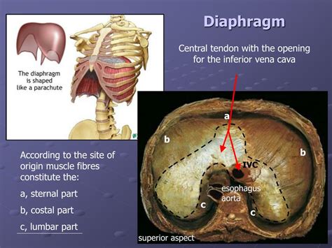 Ppt Thoracic Cage Diaphragm Powerpoint Presentation Free Download