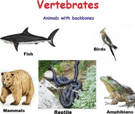 Some examples of vertebrates are mammals, birds,. Effective and Creative Lesson Plans ! For Teachers By ...