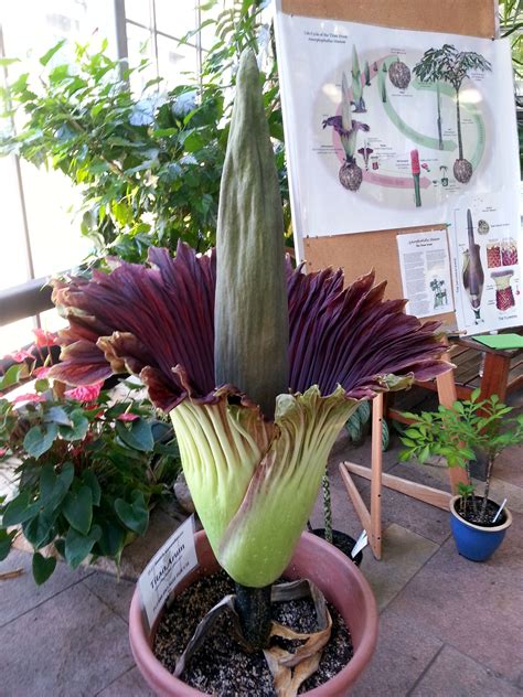 Aptly named, the corpse flower grows in the rain forests of sumatra, indonesia, and releases a horrendous odour. 'Corpse Flower' In Bloom At UW-Madison Greenhouse ...