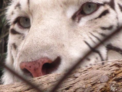 White Tiger Eye Her Name Is Luna Taken Today In Zoològi Flickr