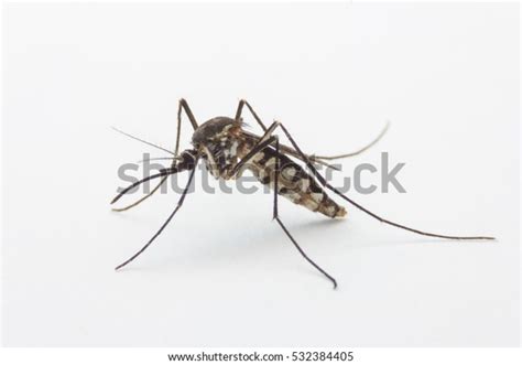 Closeup Macro Mosquito On White Background Stock Photo 532384405