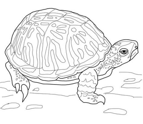 ornate box turtle coloring page supercoloringcom