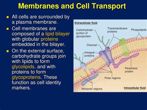 Ppt Cell Membrane Structure And Function Powerpoint Presentation Id