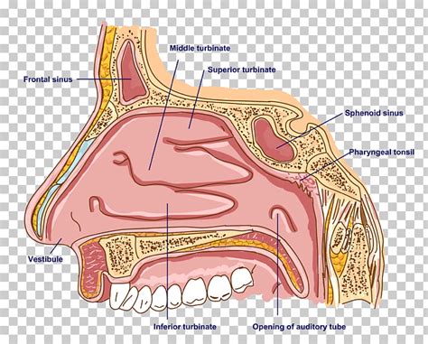 Internal Sinus Nose Anatomy Anatomy Structure