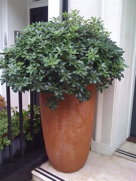 49 Best Shrubs For Containers Bushes For Pots Patio Plants