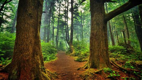 Nature Landscape Trees Wood Forest Leaves Branch Path Plants