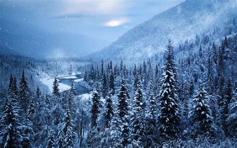 4579683 Winter Cold Alaska White Forest