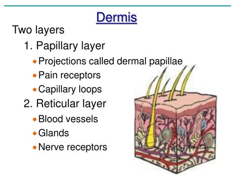 Ppt Chapter 4 Skin And Body Membranes “the Dermis” Powerpoint