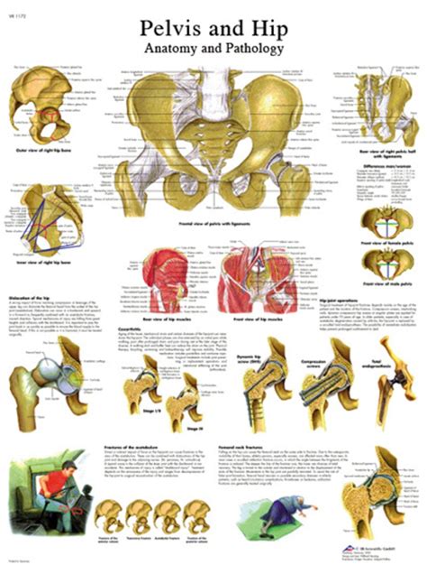 Anatomical Chart The Hip And Pelvis Laminated