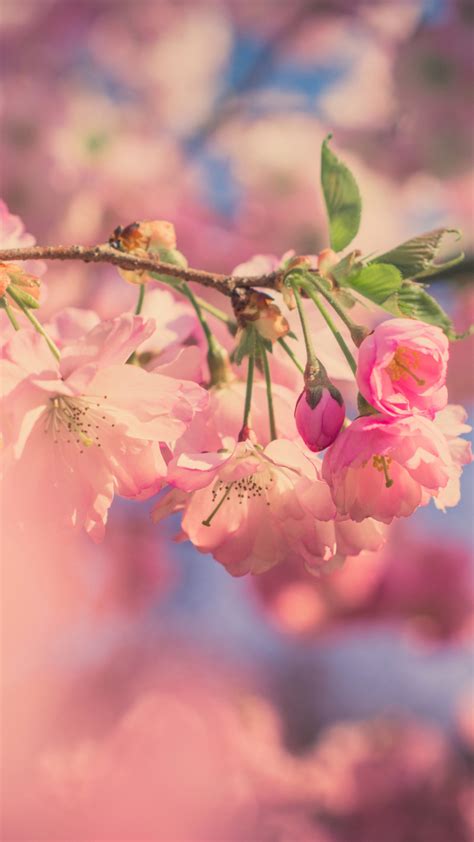 Download Wallpaper 720x1280 Pink Flowers Cherry Blossom Spring Blur