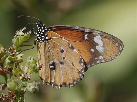 Attracting butterflies can repel pests. South African Insects | Wildlife Insight