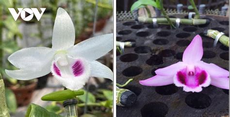 Liên quan đến tin đồn chủ vườn lan (ở xã hoà nam, huyện ứng hoà, hà nội) lừa bán lan đột biến rồi ôm hàng trăm tỷ đồng bỏ trốn, phía người thân cho biết, chủ vườn cũng là nạn nhân và người này. Cơn sốt lan đột biến tiền tỷ, chục tỷ, trăm tỷ: Từ đột ...