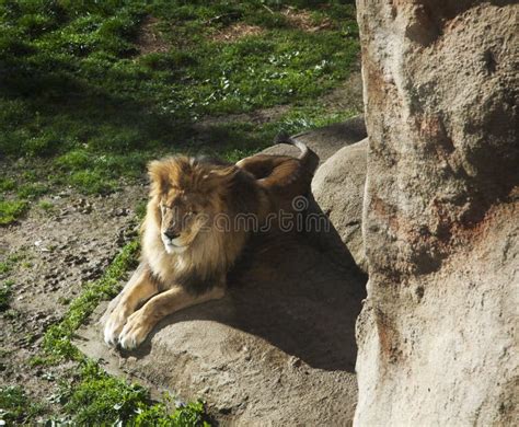 1483 Lion Cave Stock Photos Free And Royalty Free Stock Photos From