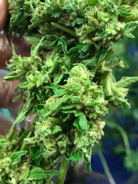 Get the bud neck gaiter and mug. Is this mold or bud rot? | Grasscity Forums - The #1 ...