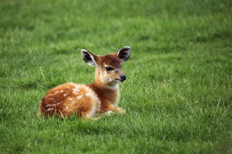 Baby Antelope Free Stock Photo Public Domain Pictures