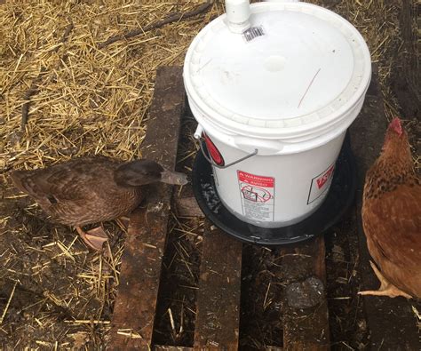 Aside the bucket, you will also need pvc elbow and tools to cut it. DIY 5-Gallon Chicken Waterer : 6 Steps (with Pictures) - Instructables