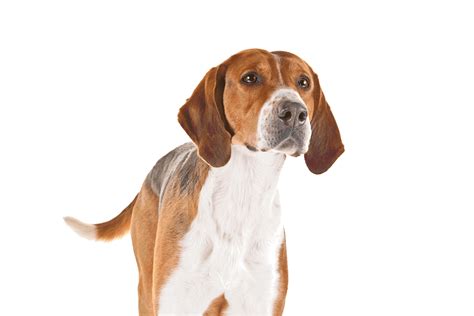 English Foxhound Dog Breed Information Rare Dog Breeds