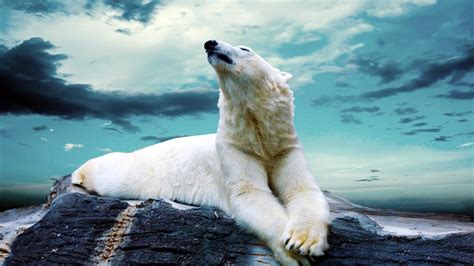Polar Bär Entspannende Hd Desktop Wallpaper Widescreen High