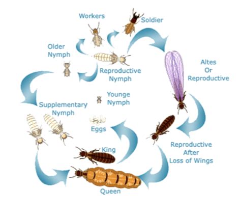 Elite corporation pest control provides the best pest control services in mumbai providing pest control services to residential and commercial customers in maharashtra and elite corporation pest control will take care of all your residential pest control issues caused by cockroaches, bugs. Household Pest Control, Indoor Pest Control in Thane, घर ...