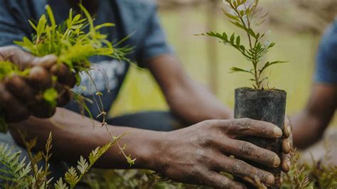 They are the best friends of mankind. Afforestation: FG to plant 35 m tree seedlings- OfficialNigeria — The Guardian Nigeria News ...