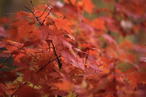 Free Images Branch High Red Autumn Season Maple Tree Maple Leaf