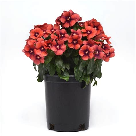 Get inspired for your sign up. Jual Benih Vinca Tattoo Tangerine Tegak 10 Biji - Kemasan ...