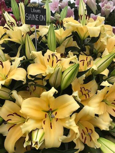 Buy Lilies Shine On Oriental Trumpet Lily Bulbs Gold Medal Winning