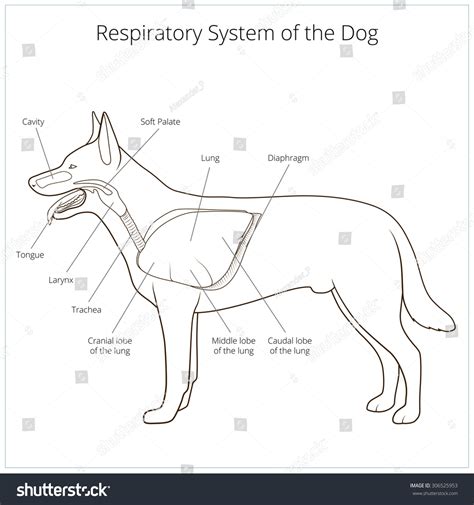 Respiratory System Dog Vector Illustration Stock Vector 306525953