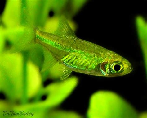 Neon Green Tropical Fish