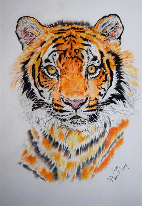 Tiger Colour Pencil Drawing Ubicaciondepersonascdmxgobmx