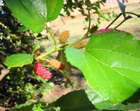 Plants That Look Like Raspberries Progardentips