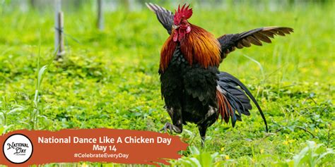 National Dance Like A Chicken Day May 14 National Day Calendar