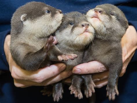 Cute Pictures Of Baby Otters At Cleveland Zoo Go Viral