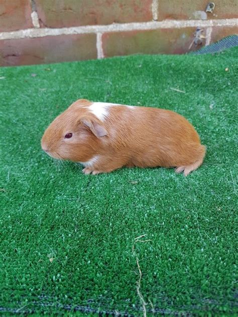 Young Guinea Pigs For Sale In Colchester Essex Gumtree