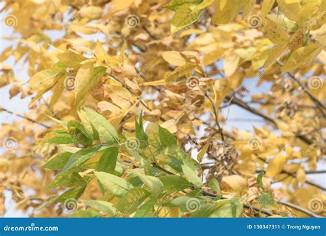 Green And Yellow Texas Cedar Elm On Tree During Fall Season Stock Image