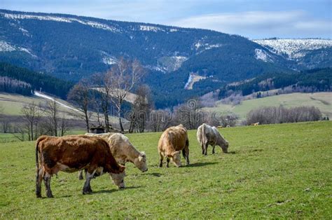 Cows Grazing On The Green Grass With Mountains Behind Stock Image