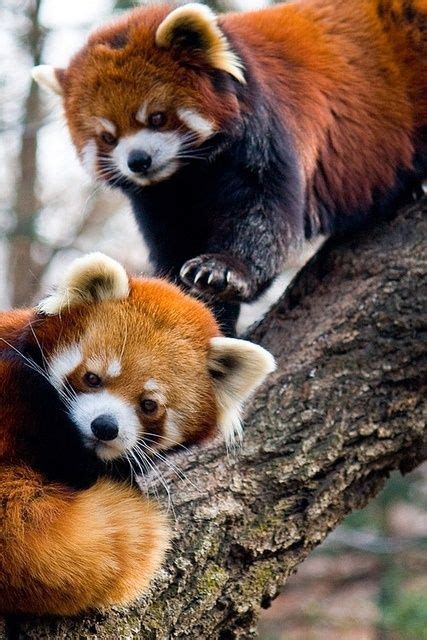 Beautiful Red Pandas With Images Cute Animals Animal Pictures