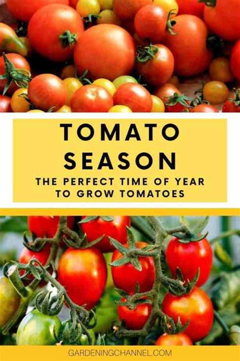 Tomato Season The Perfect Time Of Year To Grow Your Tomatoes