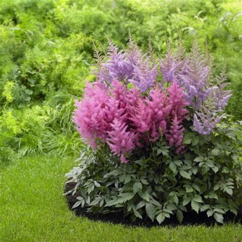 This native perennial produces attractive spikes of tubular perennial flowers in pink, blue, lavender, white, or shades of red from late spring to early summer. Perennial Flowers for Shade Gardens | HGTV
