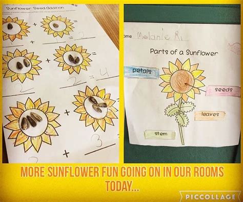 Crazy About Sunflowers We Are Busy Wrapping Up Our Plants Unit And